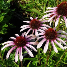 Эхинацея пурпурная Пинк Тип  
