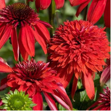 Эхинацея пурпурная Эксцентрик