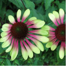 Эхинацея пурпурная Грин Энви