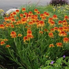 Эхинацея пурпурная Мармелад