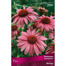 Эхинацея пурпурная Мэгнус
