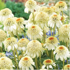 Эхинацея пурпурная Милкшейк