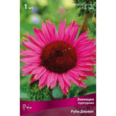 Эхинацея пурпурная Руби Джайнт