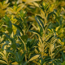 Бересклет японский Экстаз