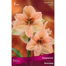 Амариллис Экзотика