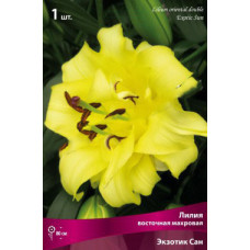 Лилия Экзотик Сан (восточная махровая)