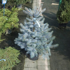 Ель колючая Блю Даймонд