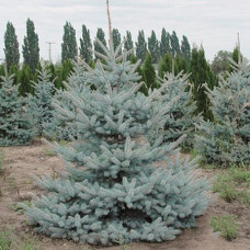 Ель колючая Эдит