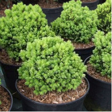 Ель канадская Альберта Глоб