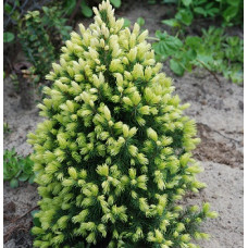 Ель канадская Дейзи Вайт