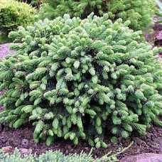 Ель канадская Эхиниформис