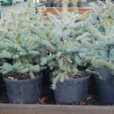 Ель колючая Глаука Аризона (Кейбаб)