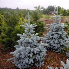 Ель колючая Блю Монтейн