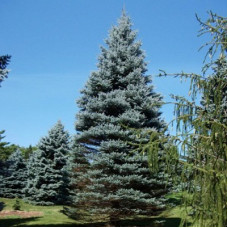 Ель колючая Фат Альберт