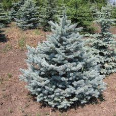 Ель колючая Глаука