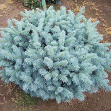 Ель колючая Глаука Глобоза