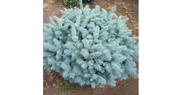 Ель Голубая Карликовая Сорта Фото Описание – Telegraph