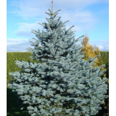 Ель колючая Костер