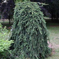 Ель обыкновенная Инверса