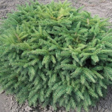 Ель обыкновенная Нидиформис