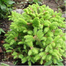 Ель обыкновенная Олендорфи