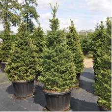 Ель обыкновенная Вил`с Цверг