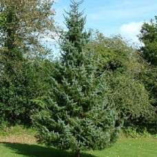 Ель сербская