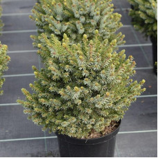 Ель сербская Нана