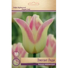 Тюльпан Элегант Леди
