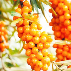 Облепиха Елизавета