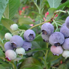 Голубика высокорослая Эллиот