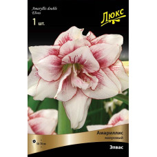 Амариллис Элвас