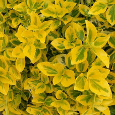 Бересклет Форчуна Эмералд Голд