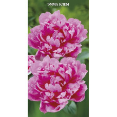 Пион травянистый Эмма Клем