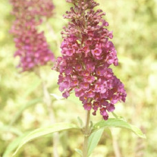 Буддлея Давида Эмпайр Блю