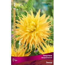 Георгина Энкор (бахромчатая)