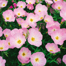 Энотера красивая Сискью Пинк (Розеа)  