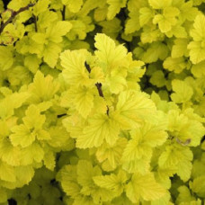 Пузыреплодник калинолистный Энжел Голд