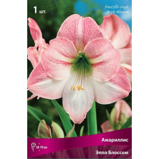 Амариллис Эпл Блоссом