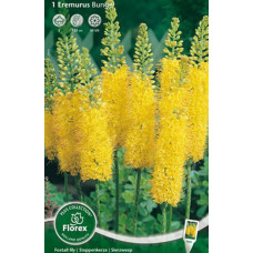 Эремурус Бунге 