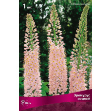 Эремурус мощный  