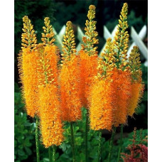 Эремурус гибридный Пиноккио  