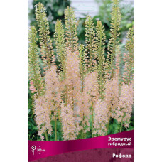 Эремурус гибридный Рофорд 