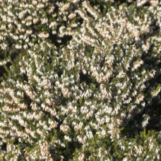 Эрика дарленская Вайт Глоу  