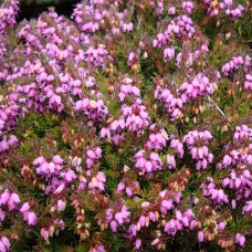 Эрика дарленская Гост Хиллс 