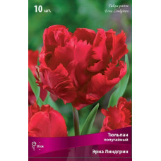 Тюльпан Эрна Линдгрин 