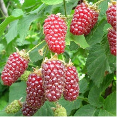 Ежемалина Тейбери Медана