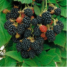 Ежевика Блэк Сатин