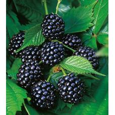 Ежевика Диксен Тонлес 