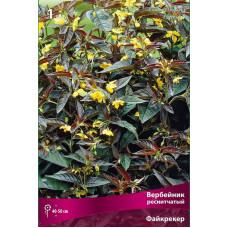 Вербейник Файкрекер (реснитчатый)